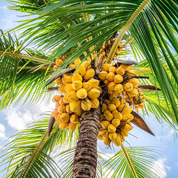 Sternchemie – Kokosnussmilchpulver: unsere Quellen