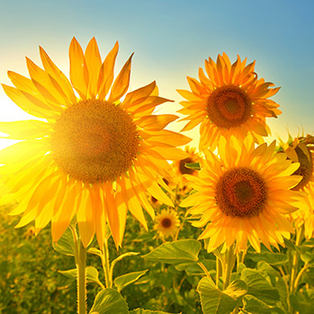 Sternchemie – Rotes Palmöl: unsere Quellen