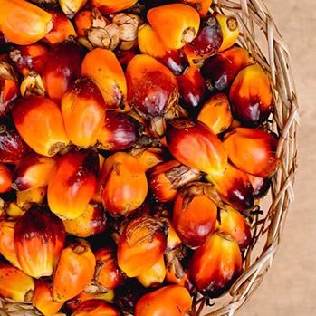 Sternchemie – Rotes Palmöl: unsere Quellen