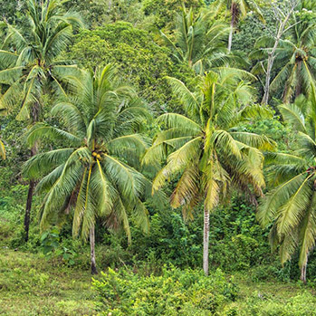 Sternchemie – Rotes Palmöl: unsere Quellen